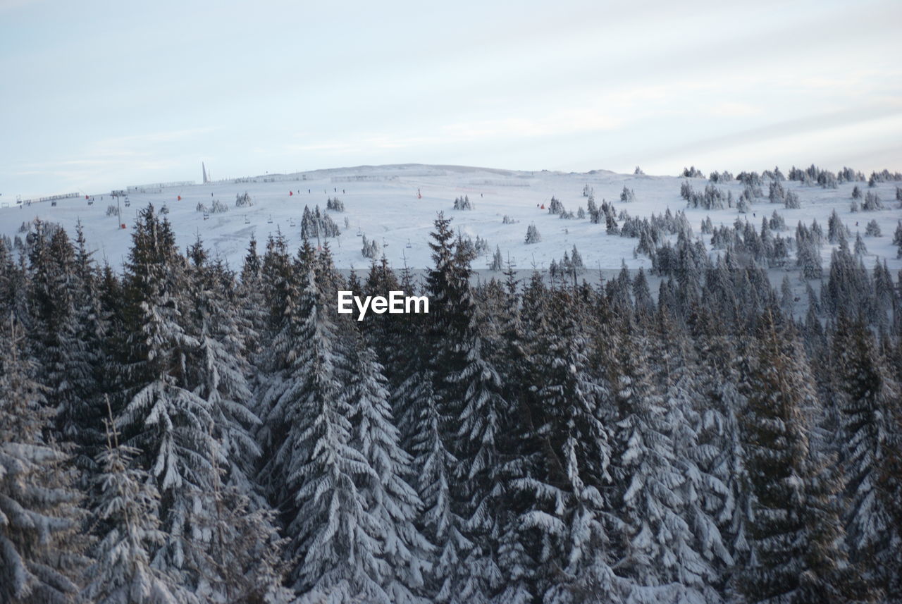 Pine trees in forest during winter against sky