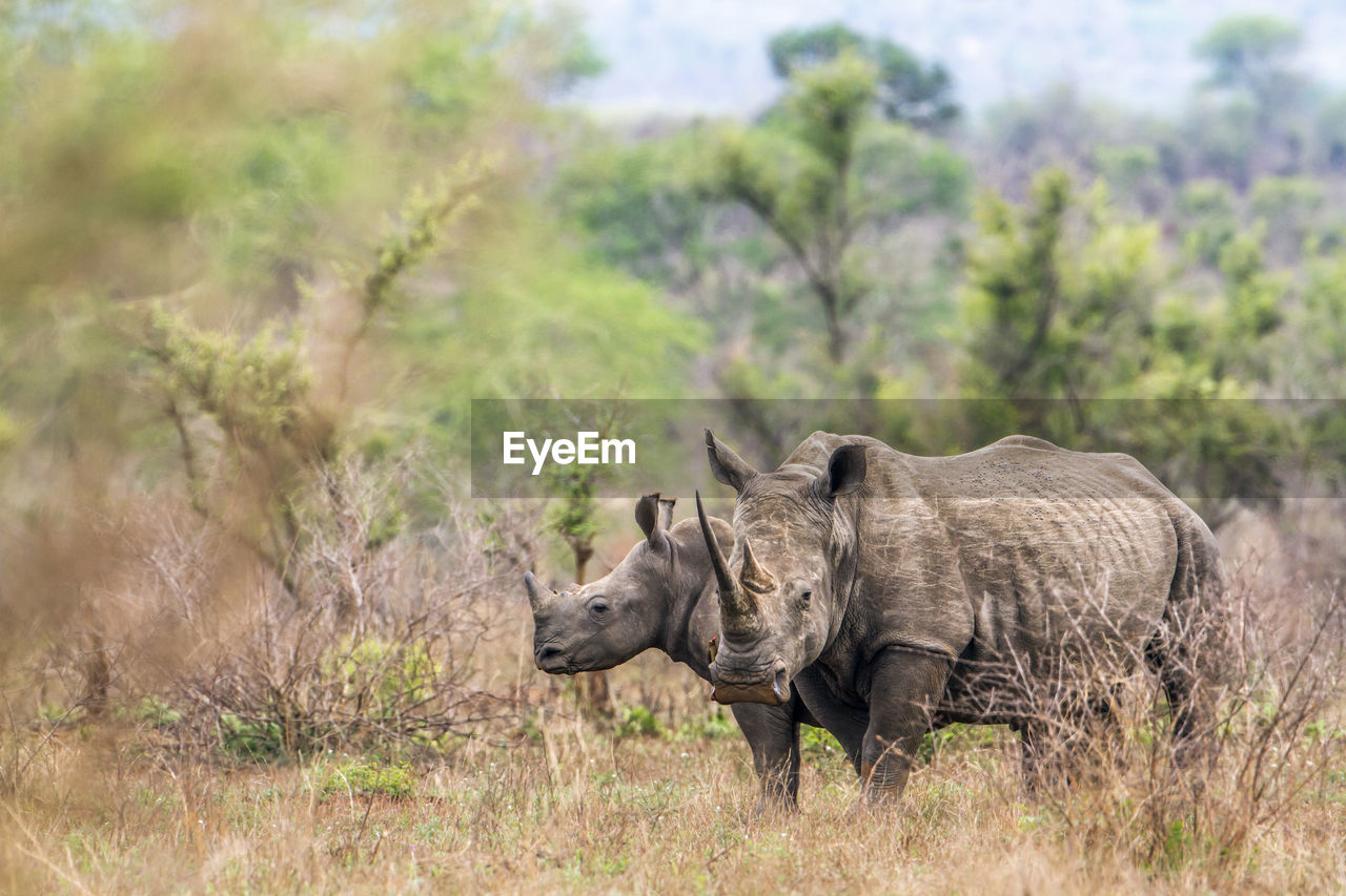 Side view of rhinoceros standing on field