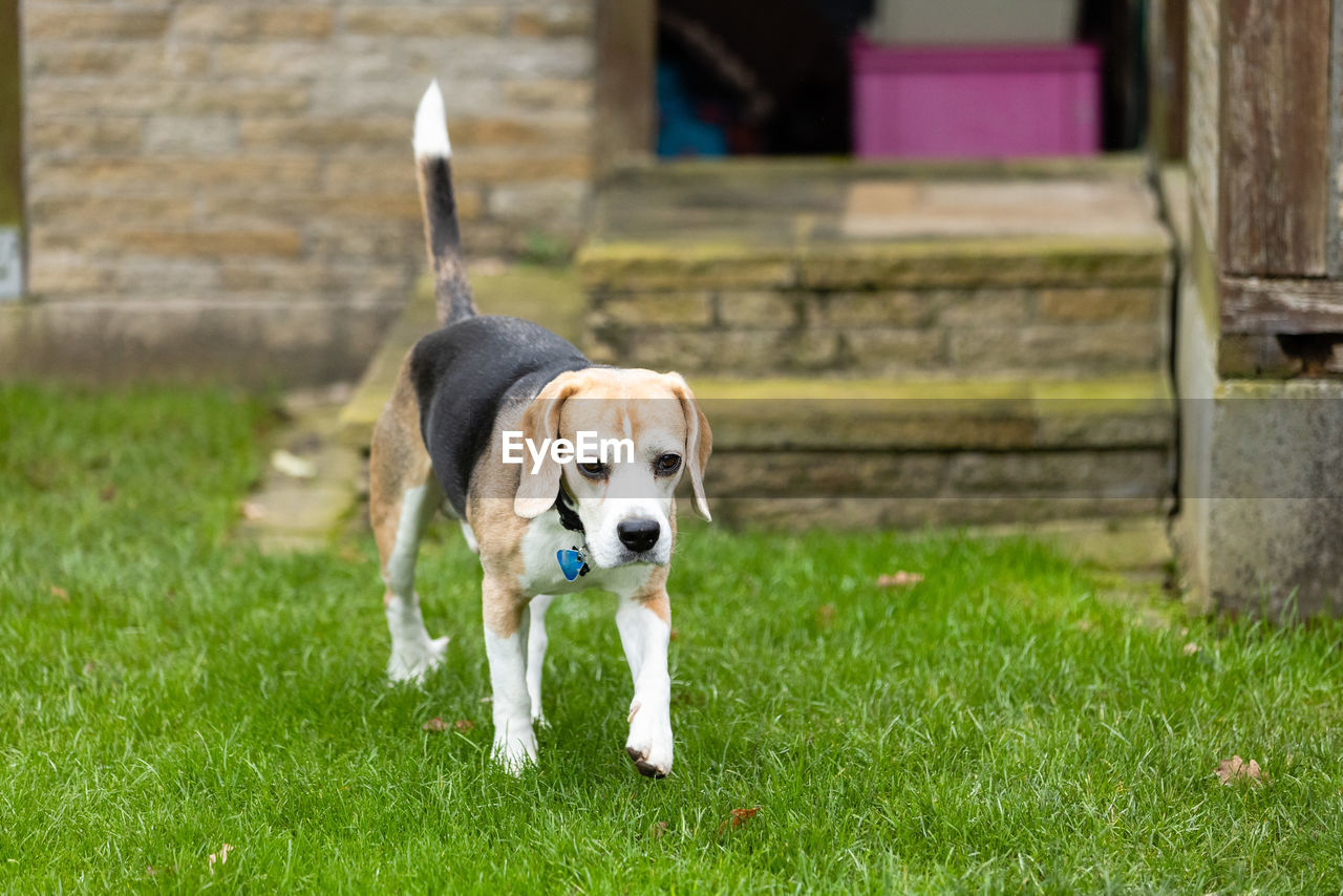 PORTRAIT OF A DOG STANDING ON GRASS