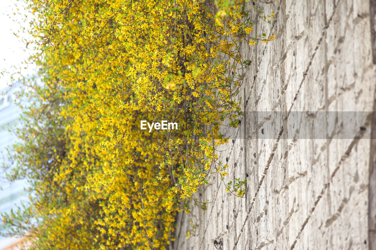 Close-up of yellow tree against wall