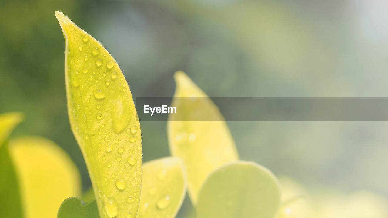 CLOSE-UP OF FRESH YELLOW LEAF