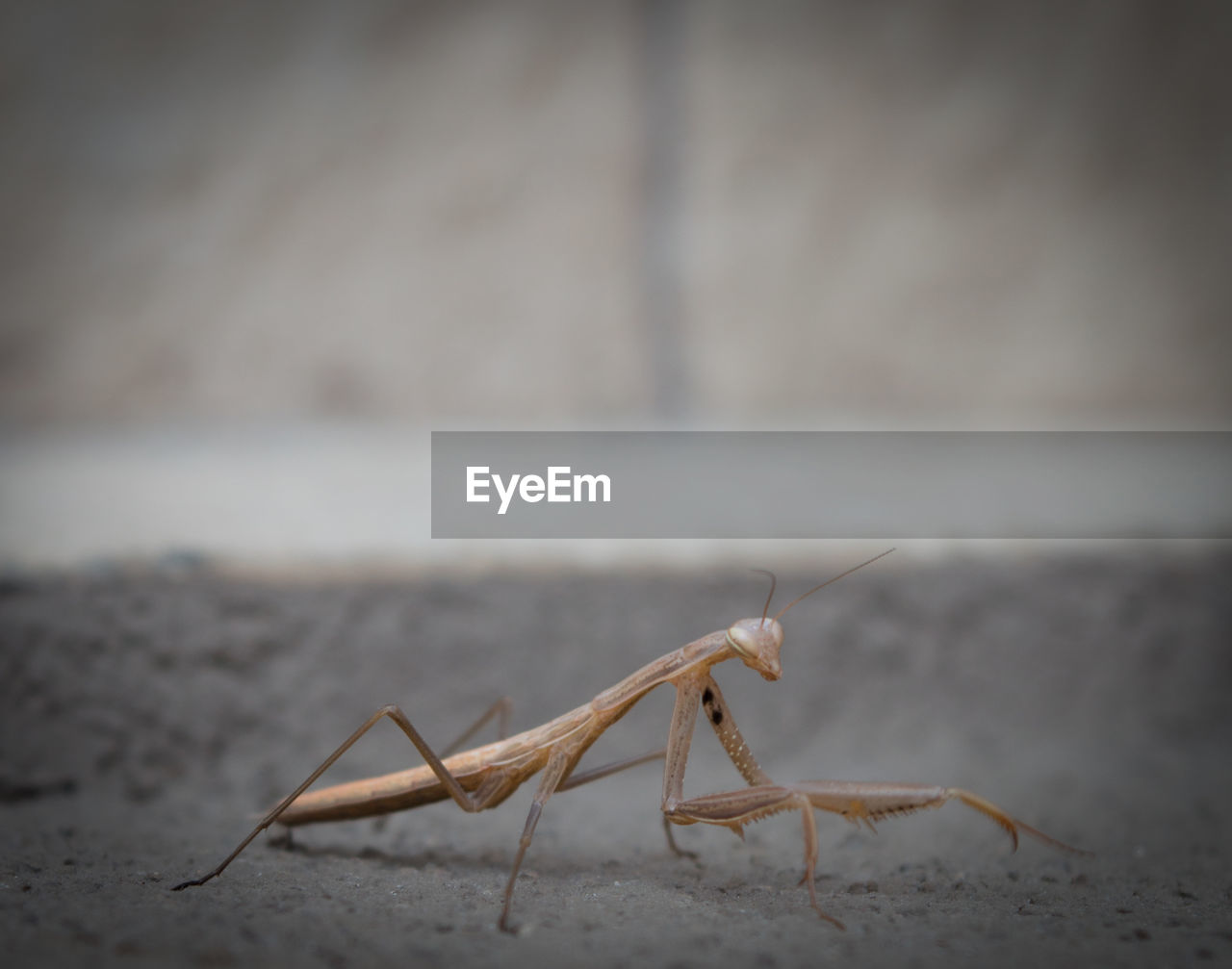 Close-up of praying mantis on field