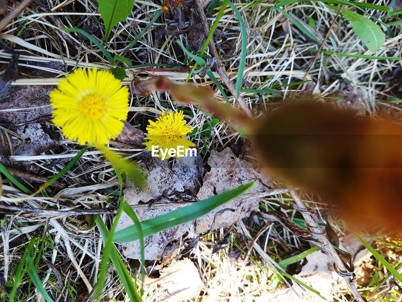 HIGH ANGLE VIEW OF YELLOW FLOWERING PLANT ON FIELD