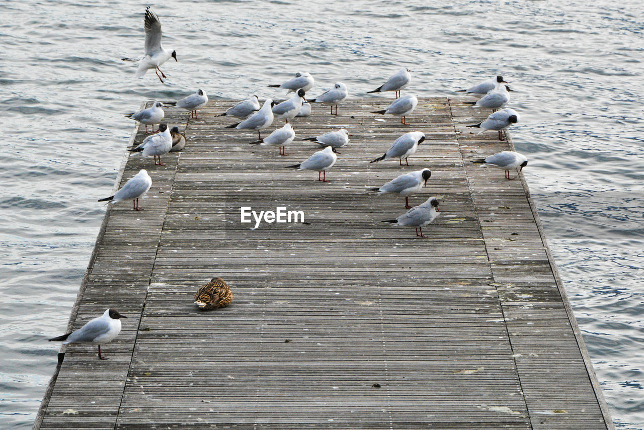 Gulls against the wind - Gravedona, Como, Lombardy, Italy. Como Como Lake Gravedona Gulls Italia Lario Lombardy Animal Animal Themes Animal Wildlife Animals Animals In The Wild Bird Birds Group Of Animals Gull Italy Lake Lake Como Large Group Of Animals Lombardia Perching Pier Water Wood - Material