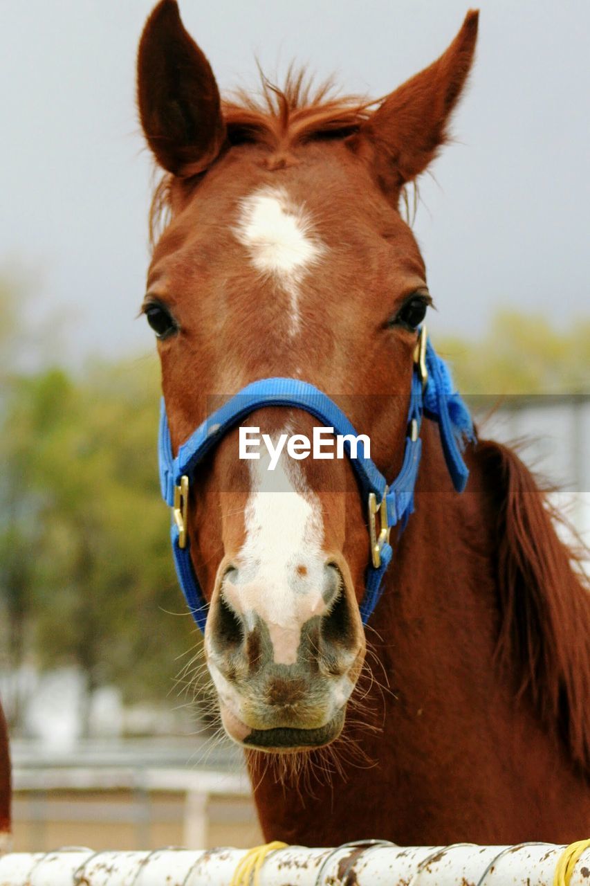 CLOSE-UP OF HORSE IN ZOO