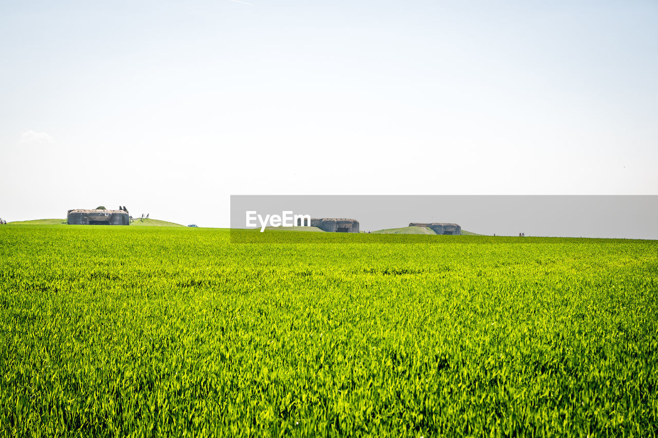 Scenic view of agricultural field against clear sky