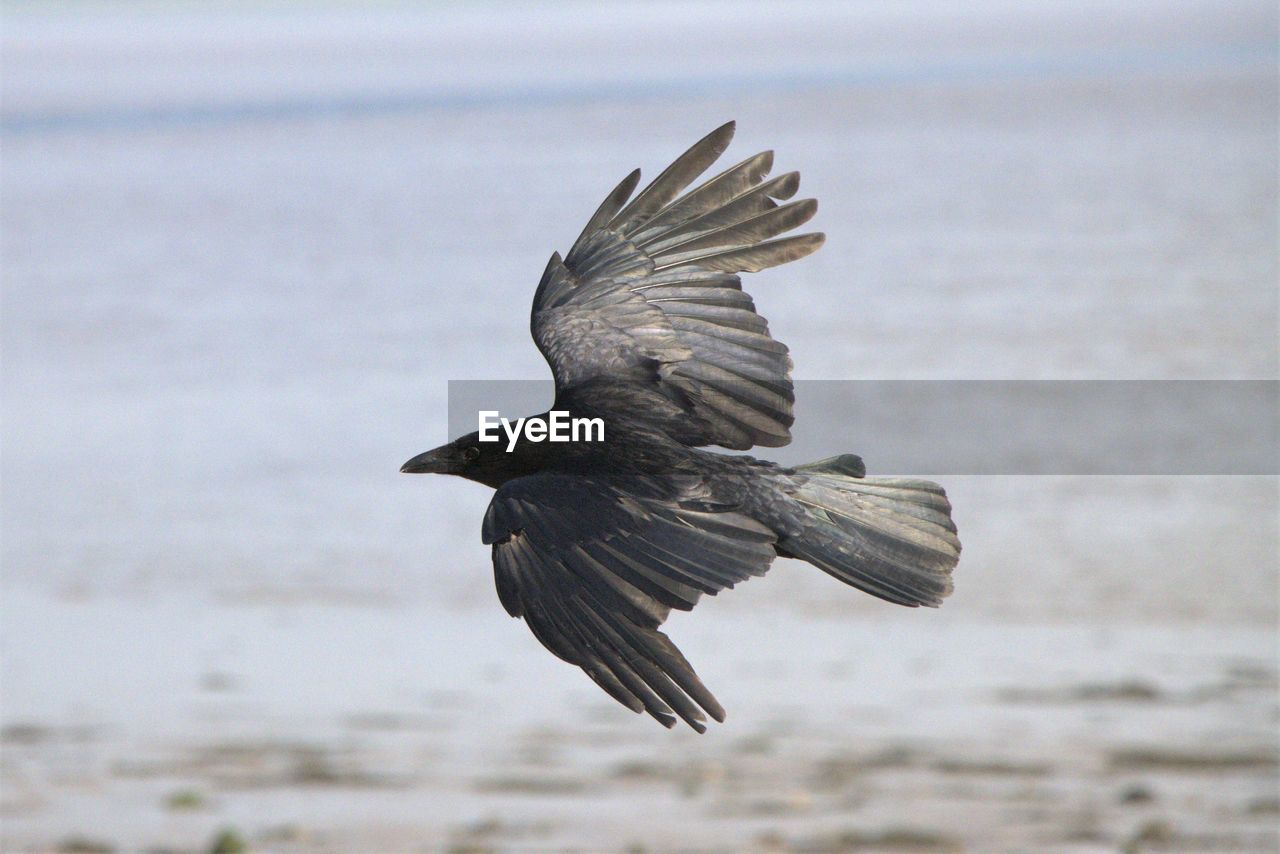 flying, animal, bird, animal themes, animal wildlife, wildlife, spread wings, one animal, water, motion, sea, nature, mid-air, wing, animal body part, bird of prey, beak, no people, animal wing, day, outdoors, beauty in nature, focus on foreground, full length, landing