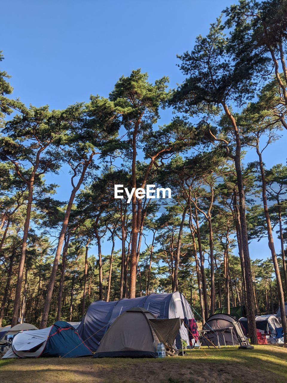 tent in forest against clear sky