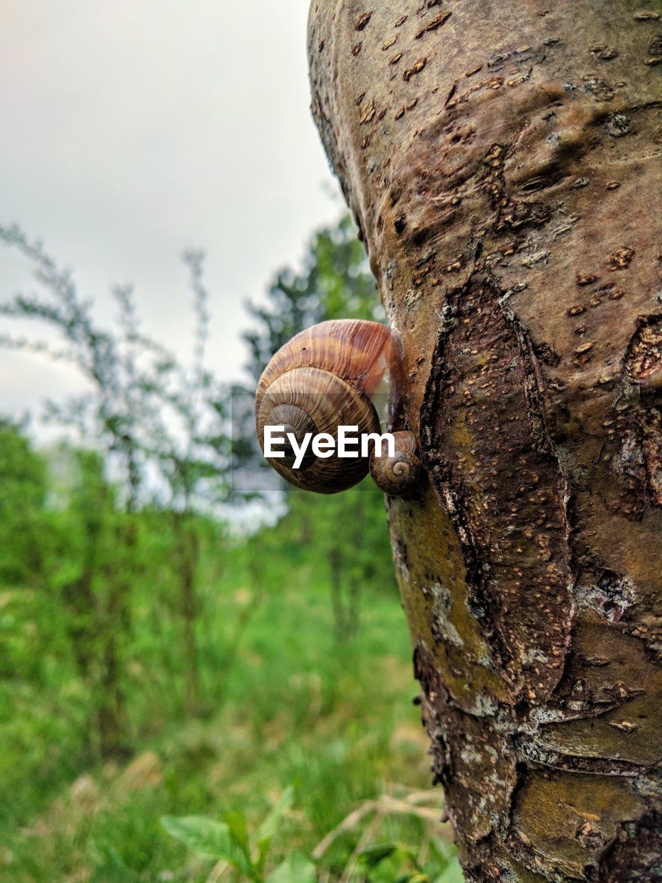 CLOSE-UP OF SNAILS ON TREE