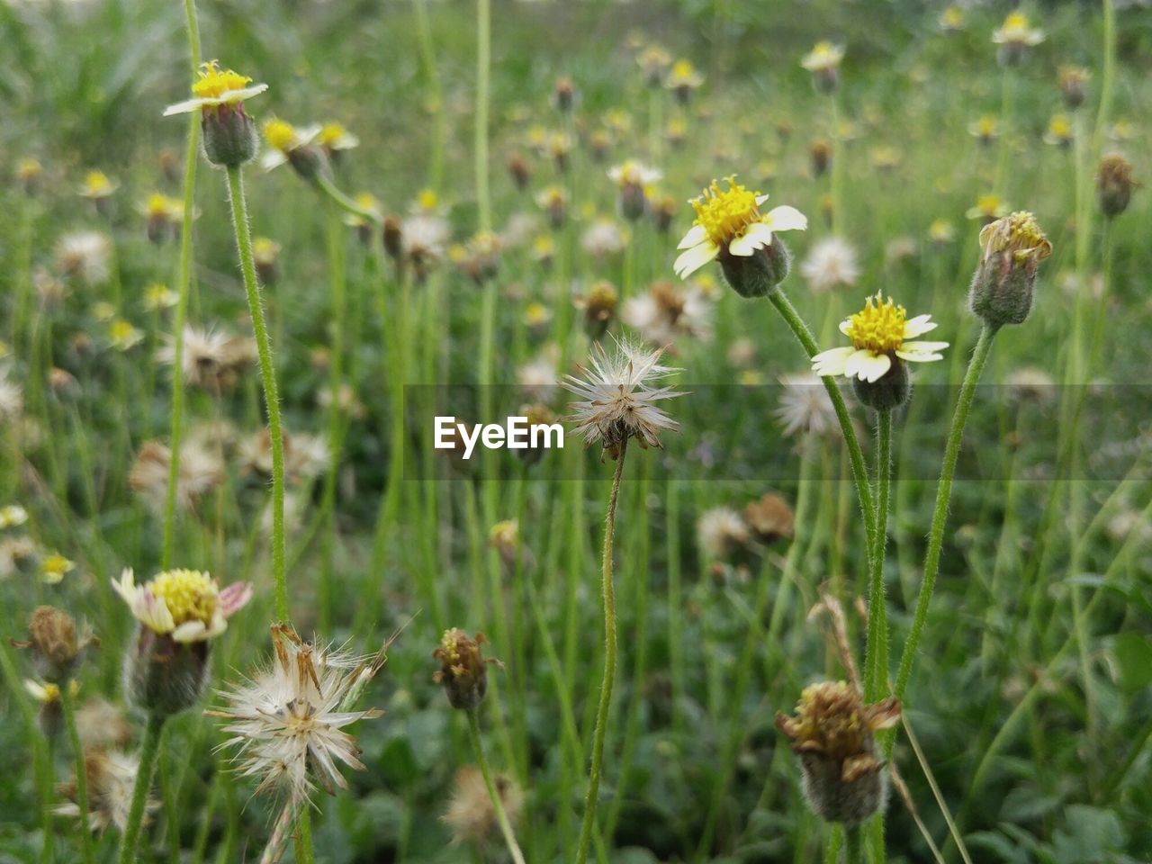 Close-up of flowering plant on field