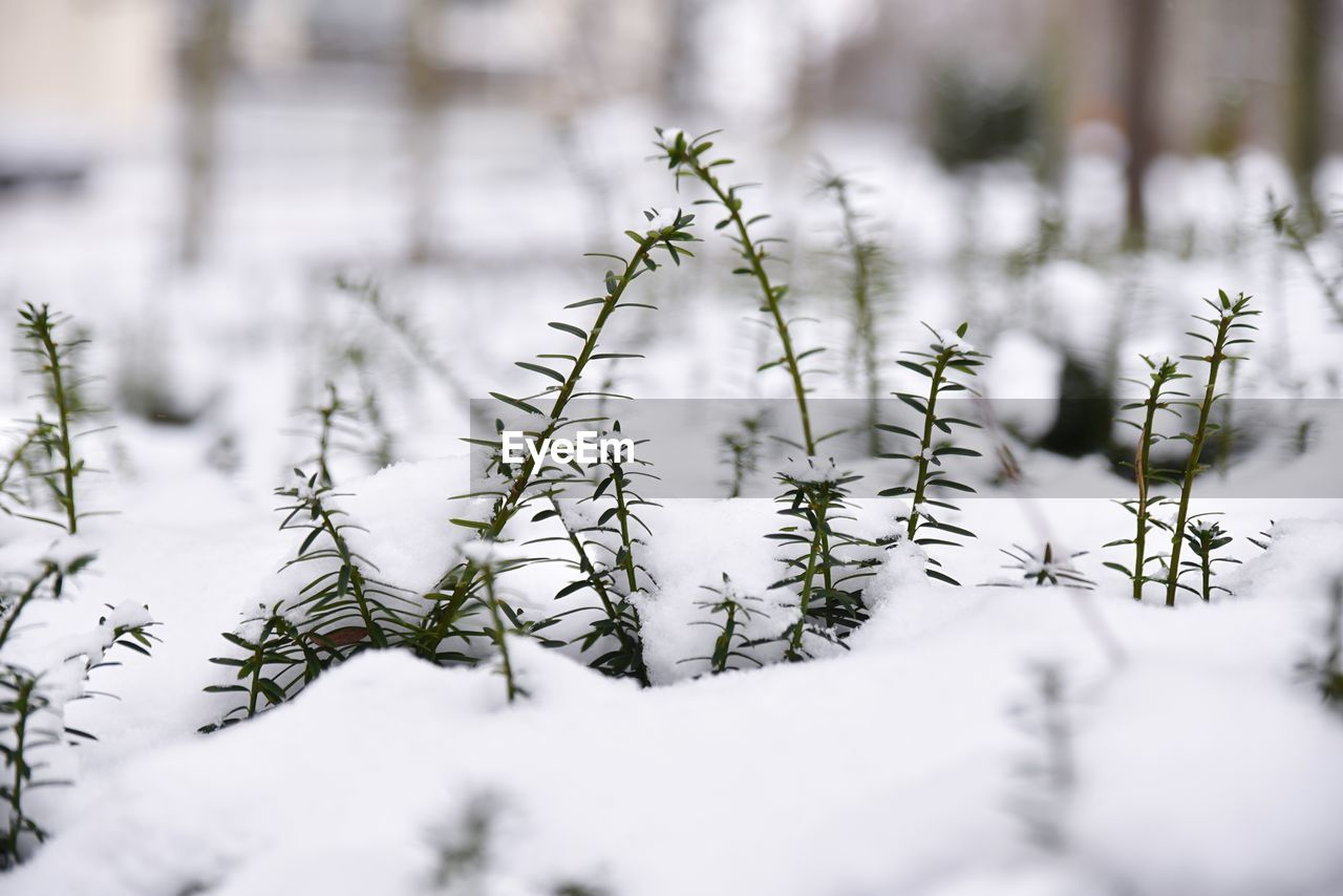 Close-up of frozen plant during winter