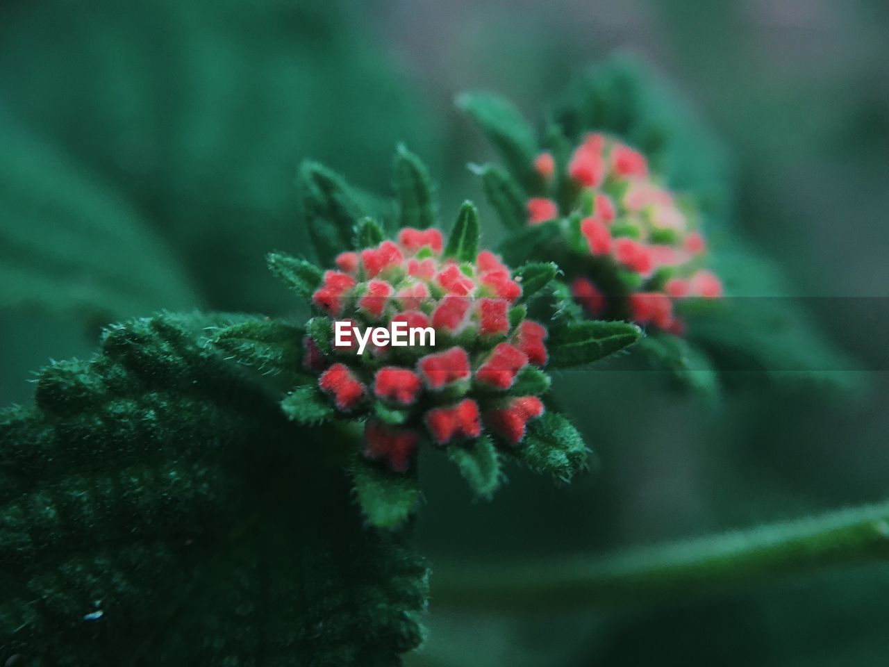 High angle view of buds blooming outdoors