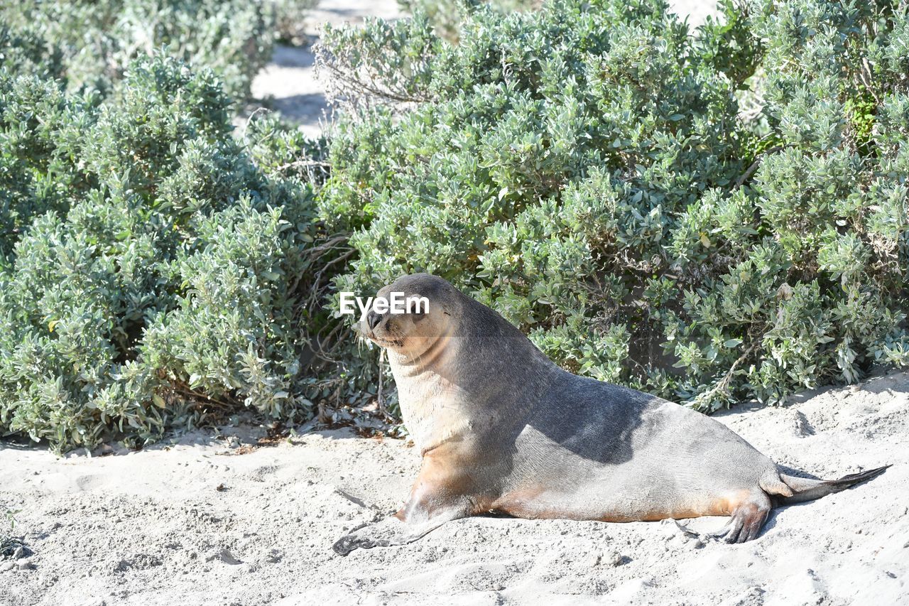 DOG SITTING ON LAND