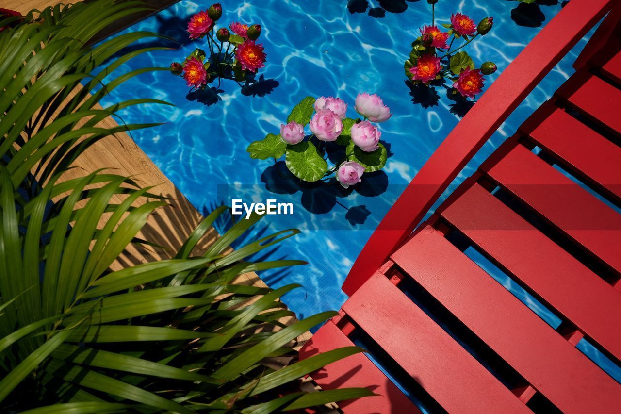 High angle view of plants by swimming pool