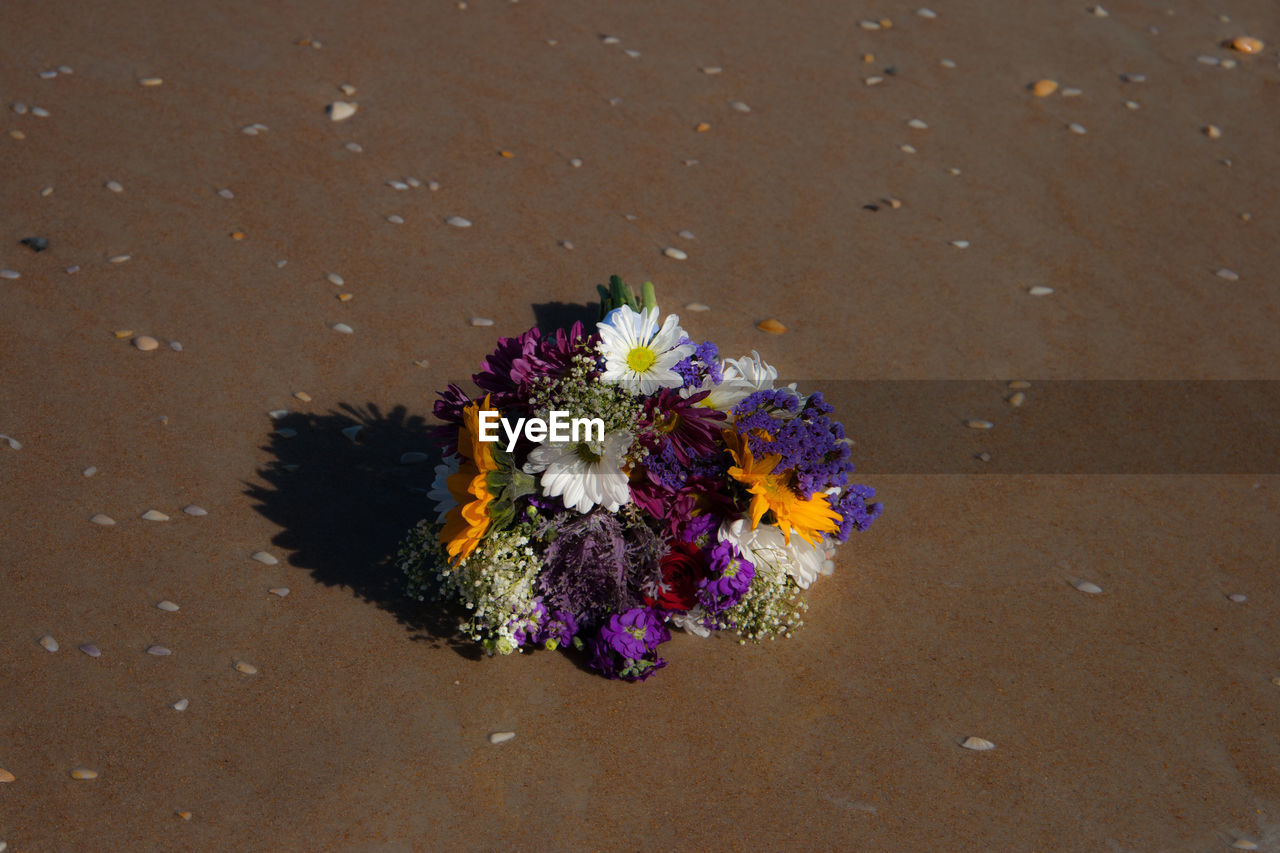 CLOSE-UP OF FLOWER ON SAND