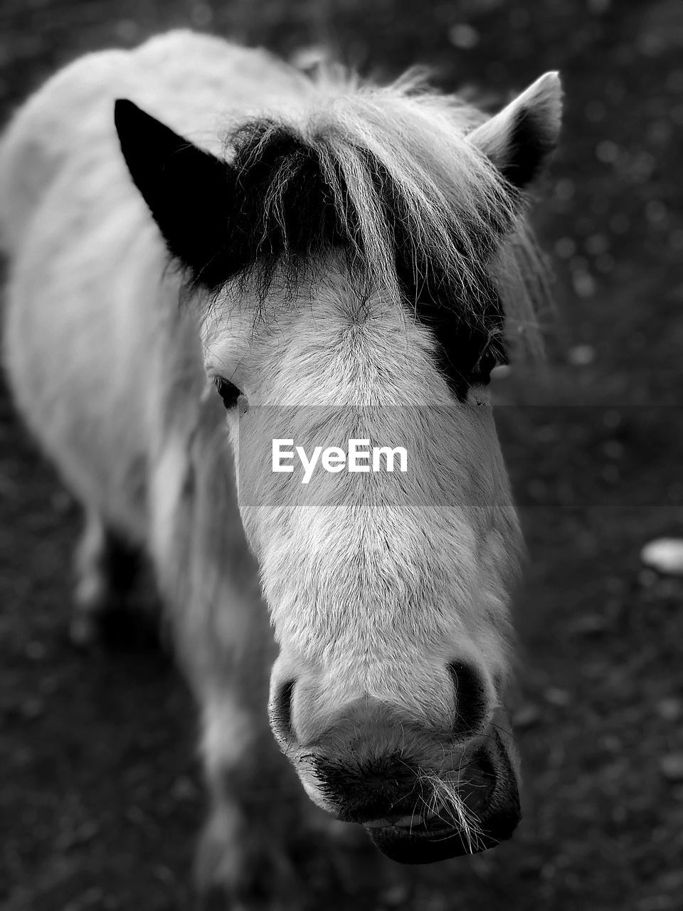 CLOSE-UP OF AN ANIMAL ON FIELD