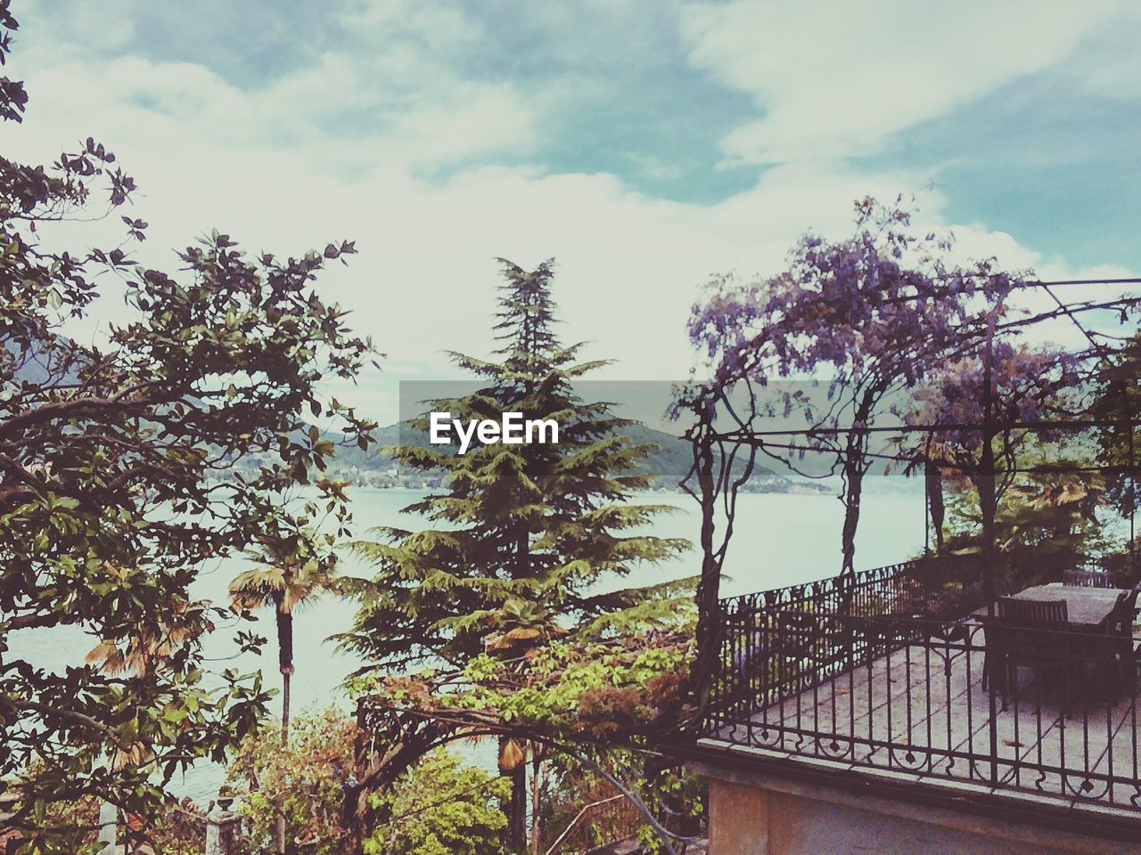 LOW-ANGLE VIEW OF TREES AGAINST SKY