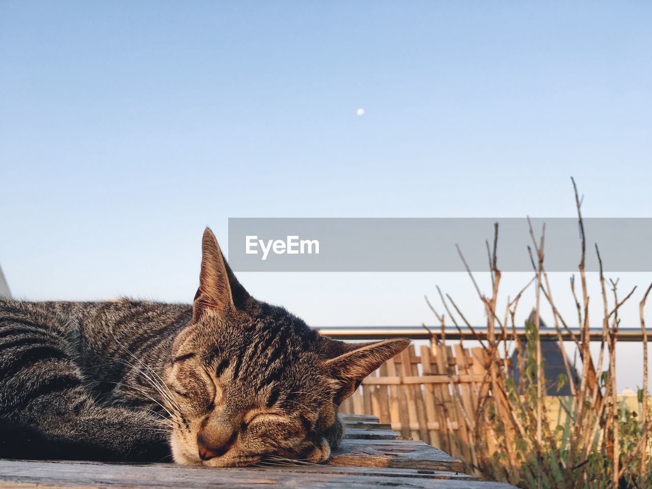 Close-up of cat sleeping against clear sky