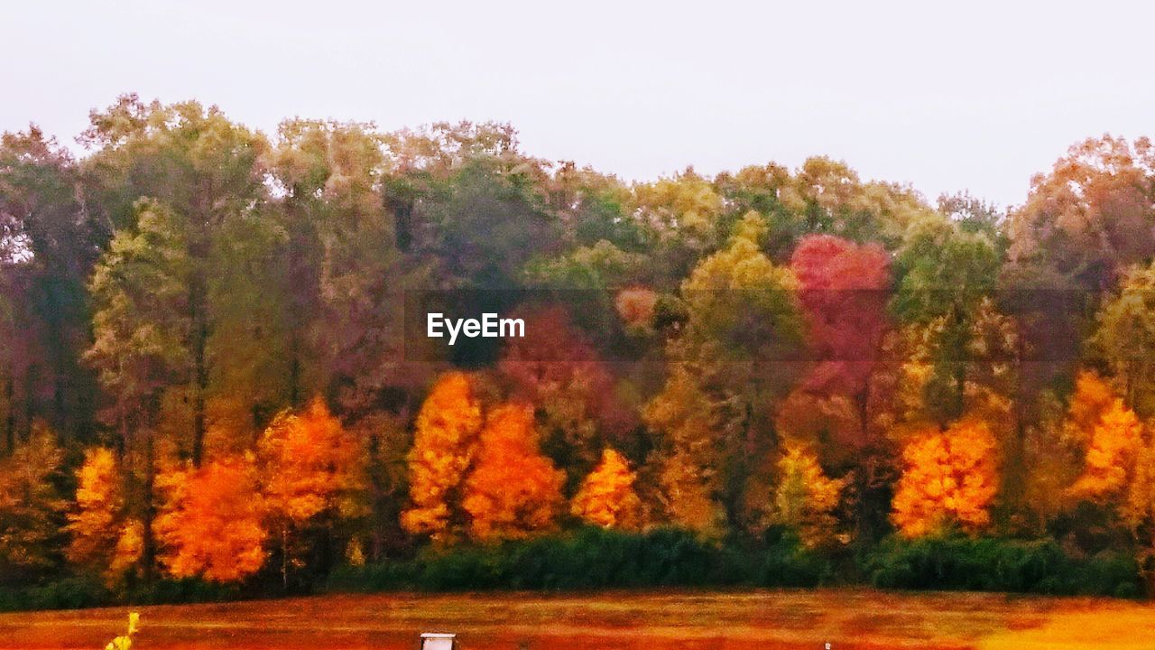 VIEW OF TREES IN FOREST