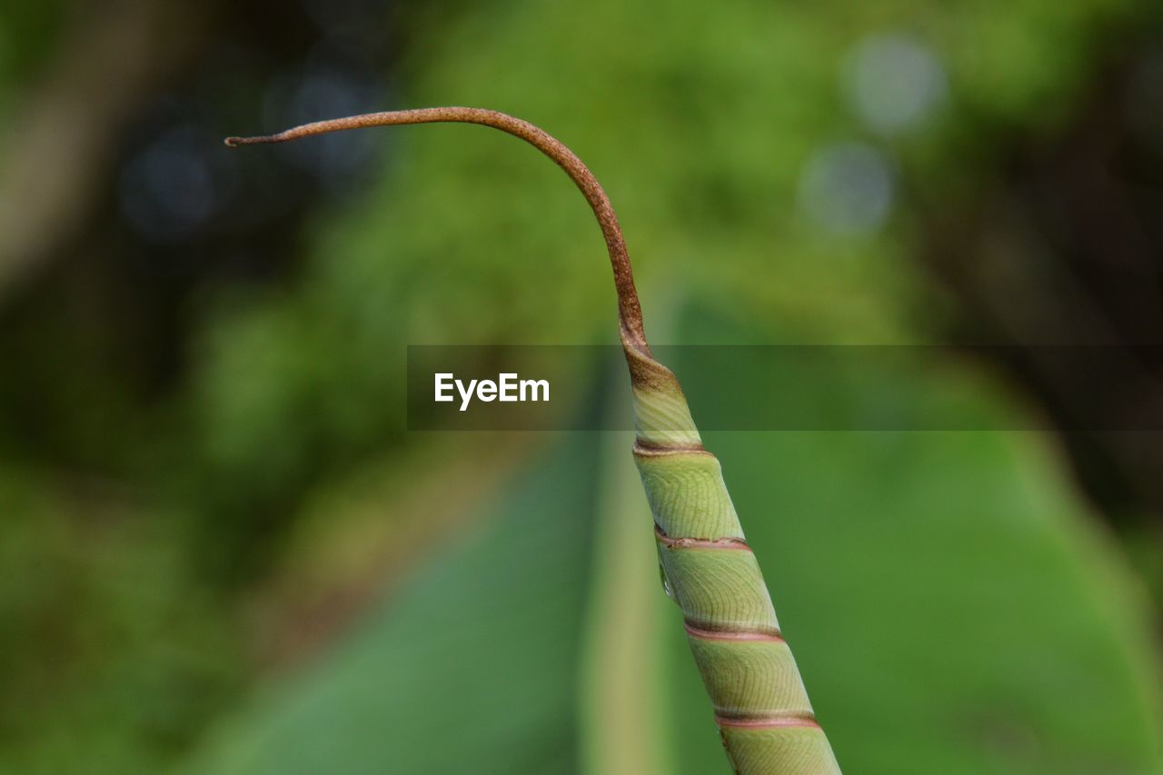 Close-up of plant