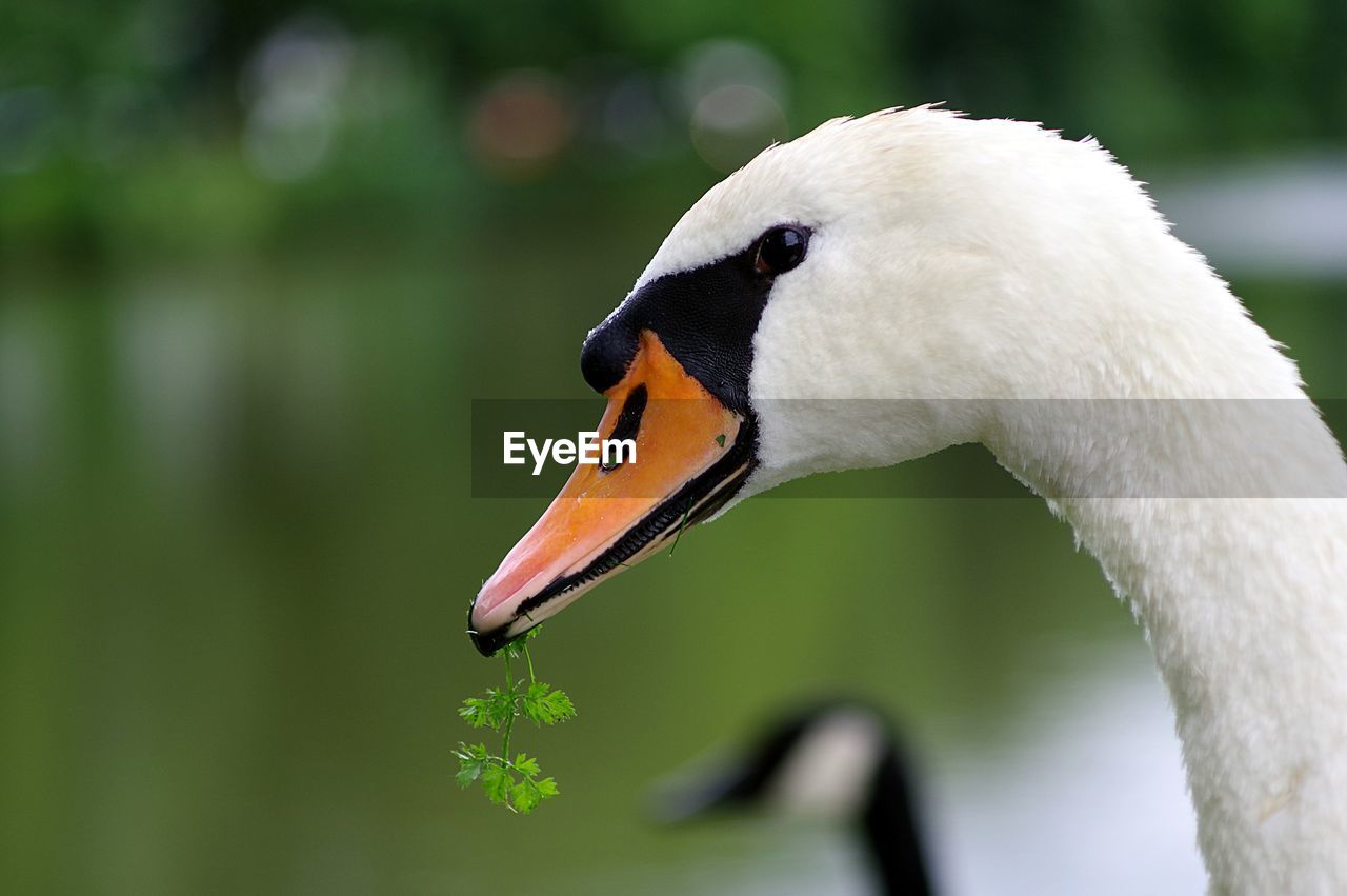 Close-up of swan