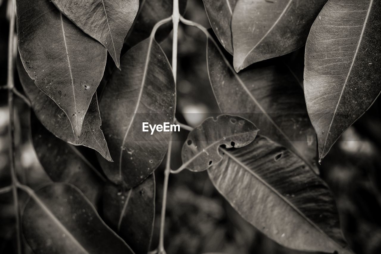 CLOSE-UP OF RAINDROPS ON PLANT LEAVES