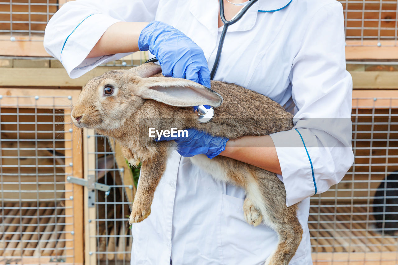 Veterinarian woman with stethoscope holding and examining rabbit on ranch
