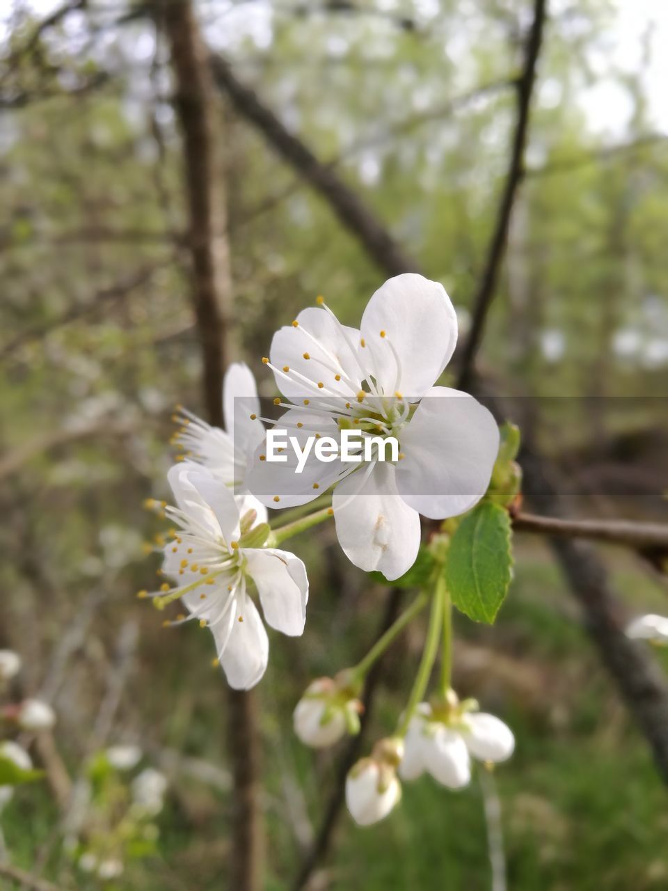 Close-up of white flowers blooming on tree