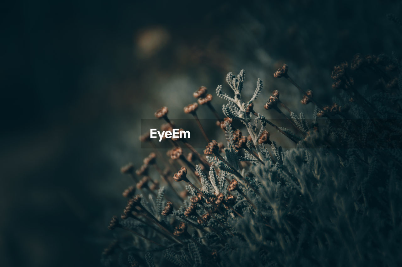 CLOSE-UP OF DRIED PLANT ON SNOW