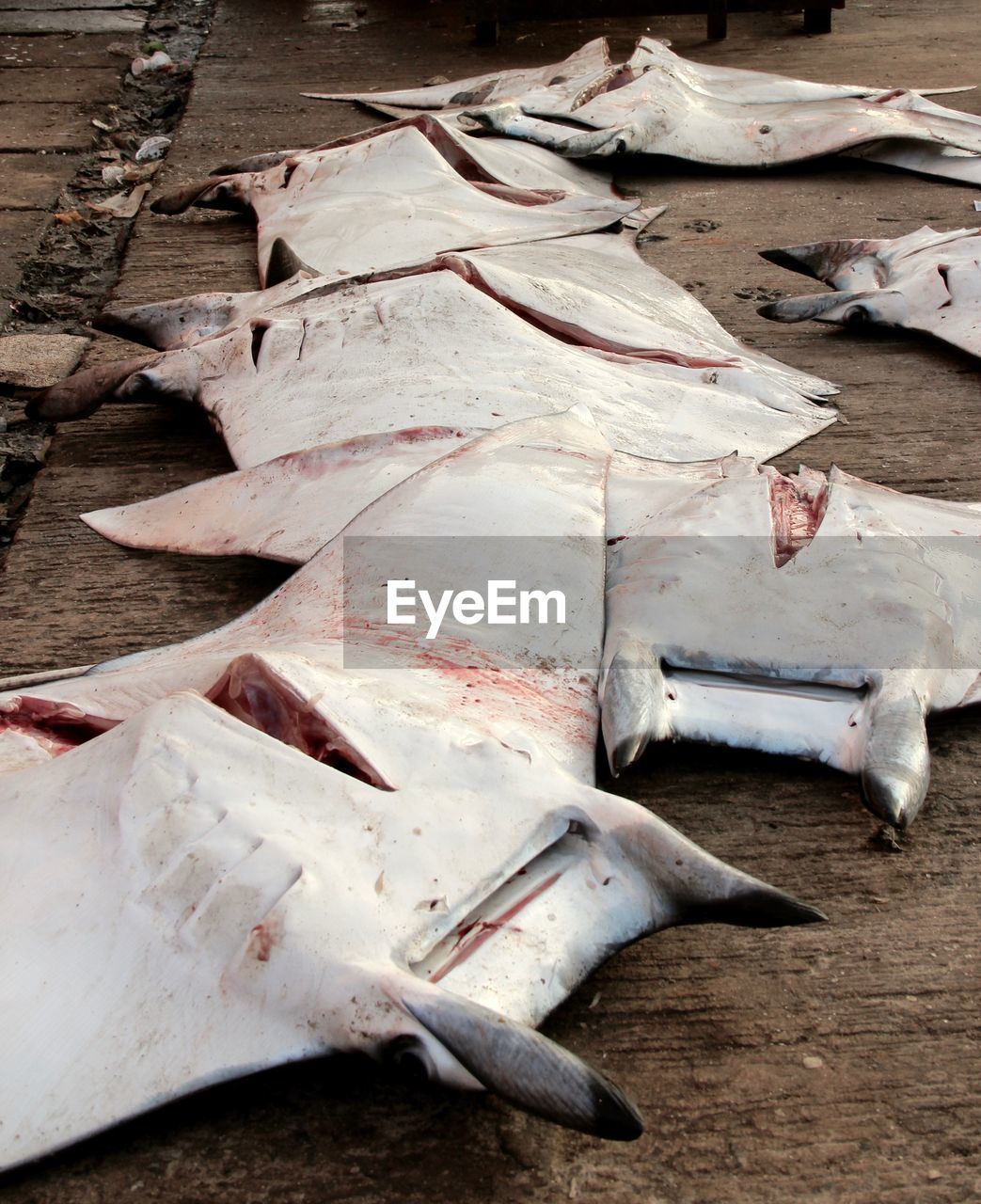 HIGH ANGLE VIEW OF FISH FOR SALE AT MARKET