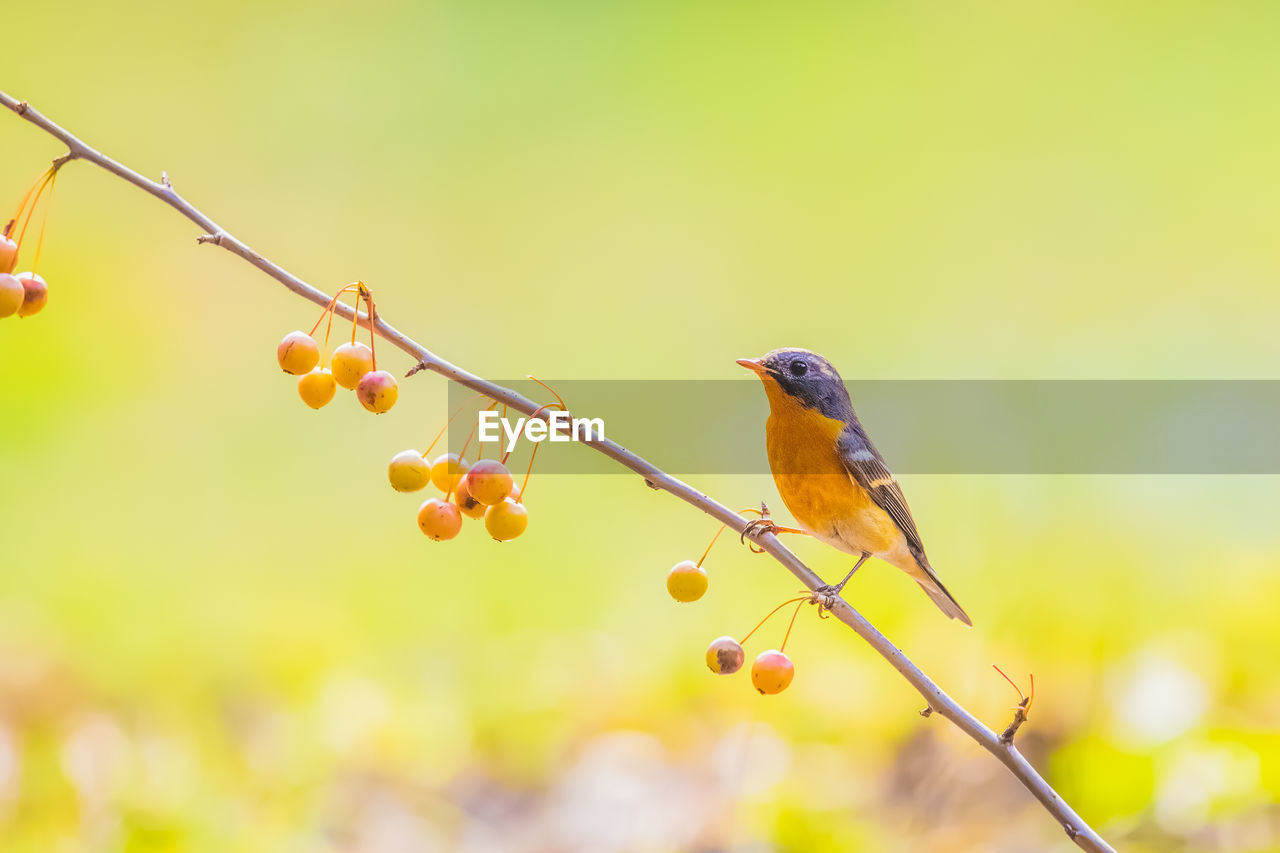 BIRD PERCHING ON TWIG