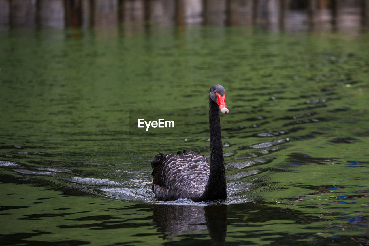 Black swan swimming in lake