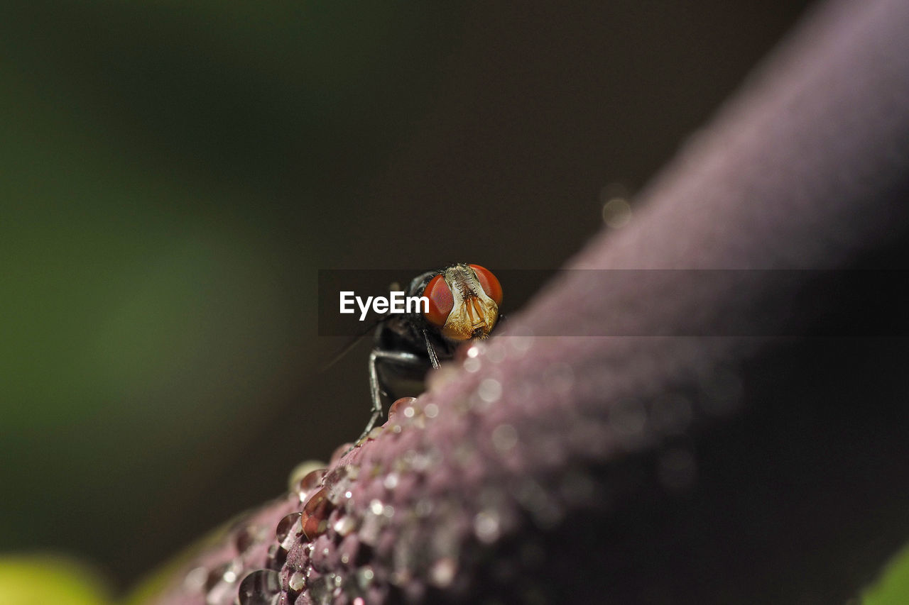 Close-up of flies on flower