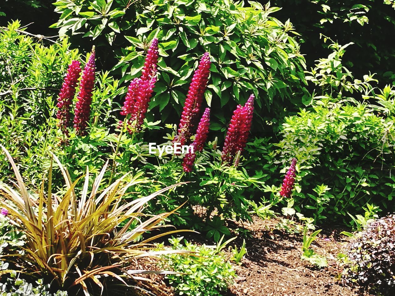 CLOSE-UP OF FLOWERING PLANT