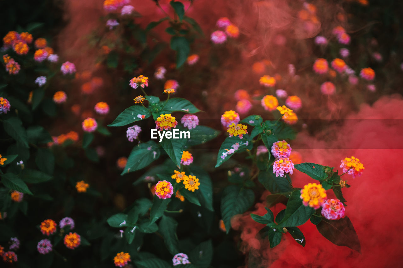 Close-up of flowering plants amidst smoke