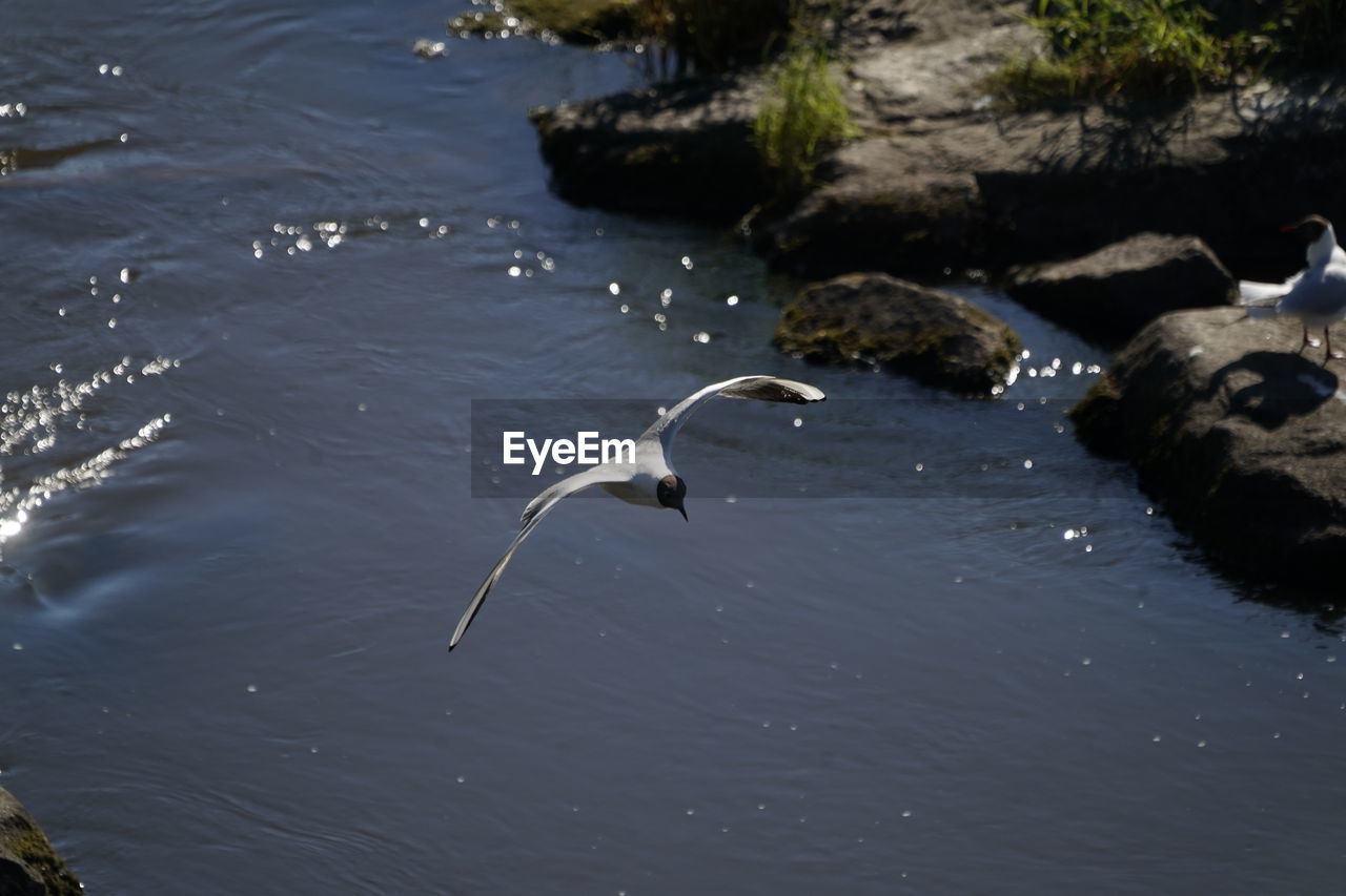 HIGH ANGLE VIEW OF BIRD FLYING OVER WATER