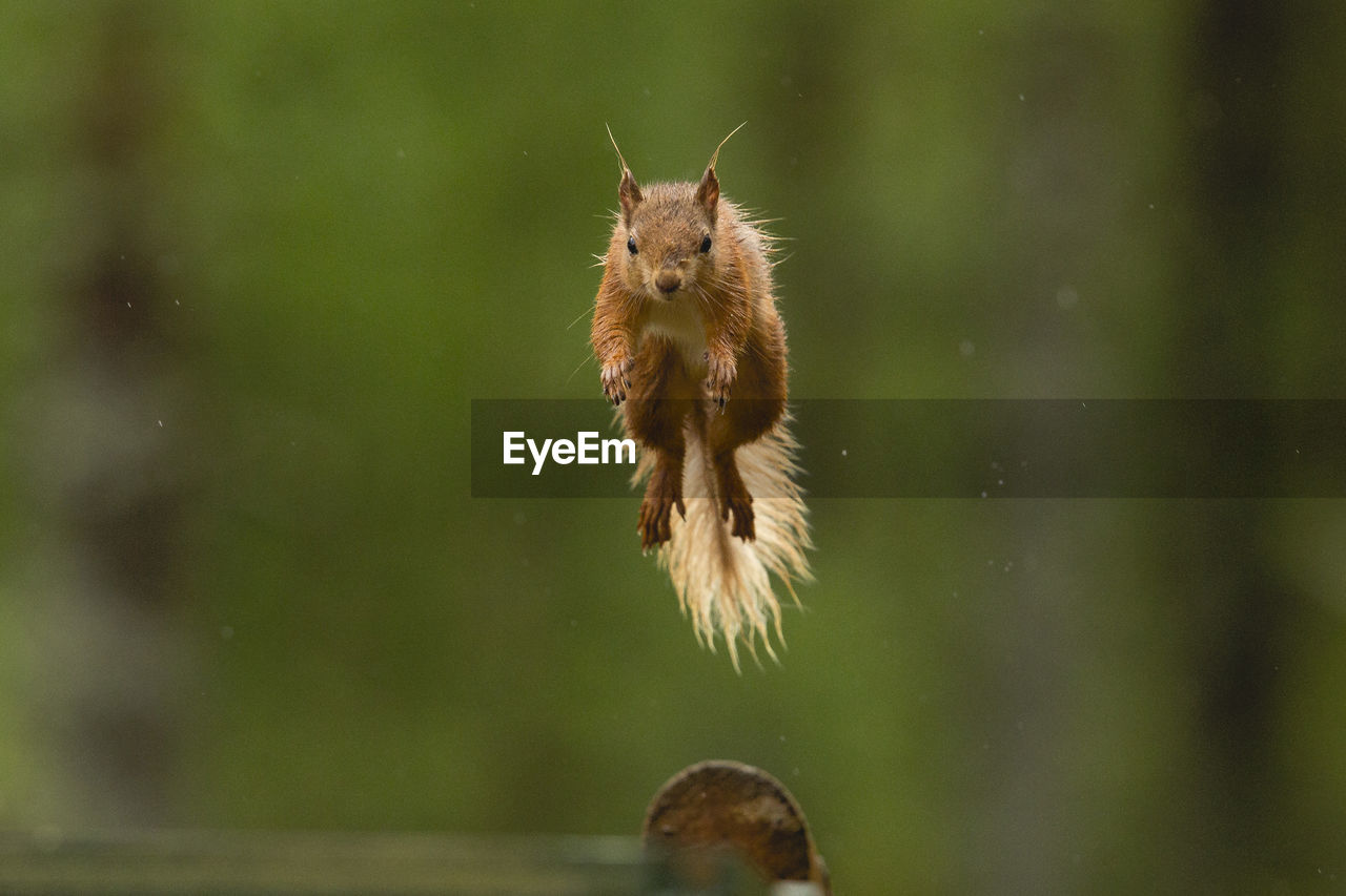 Close-up of squirrel jumping