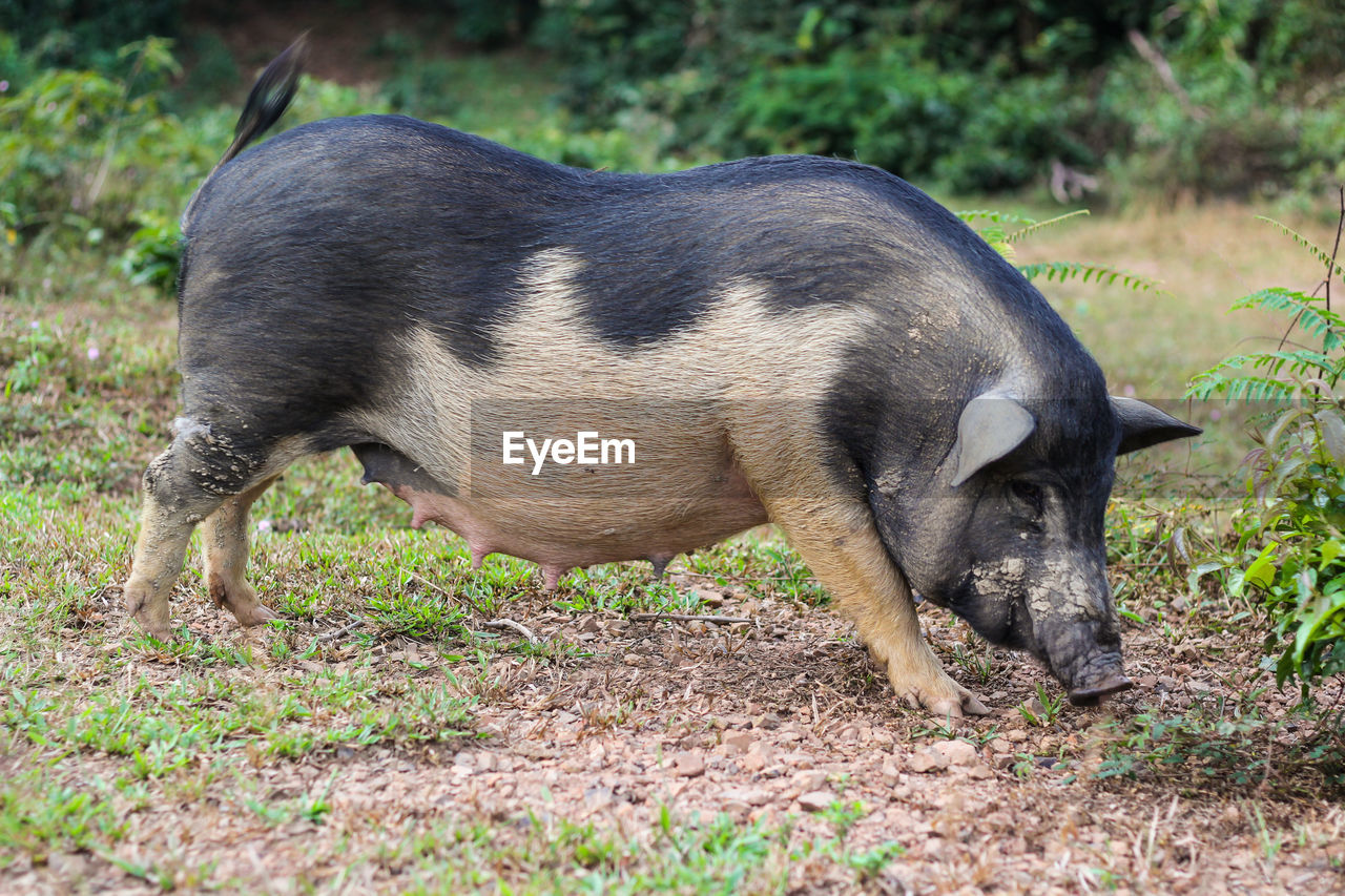 View of a dog lying on land