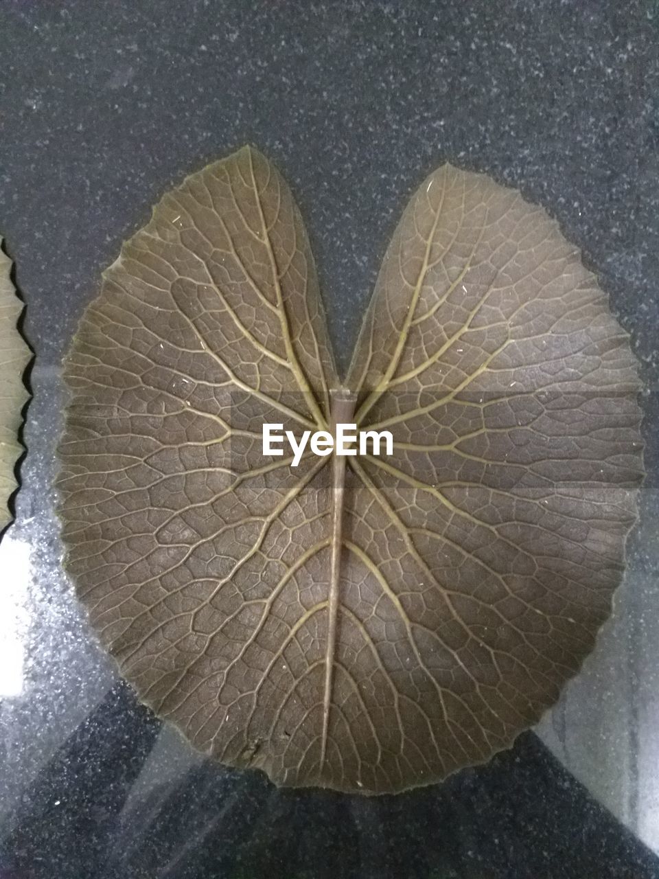 leaf, nature, no people, close-up, high angle view, outdoors, water, directly above, beauty in nature, textured