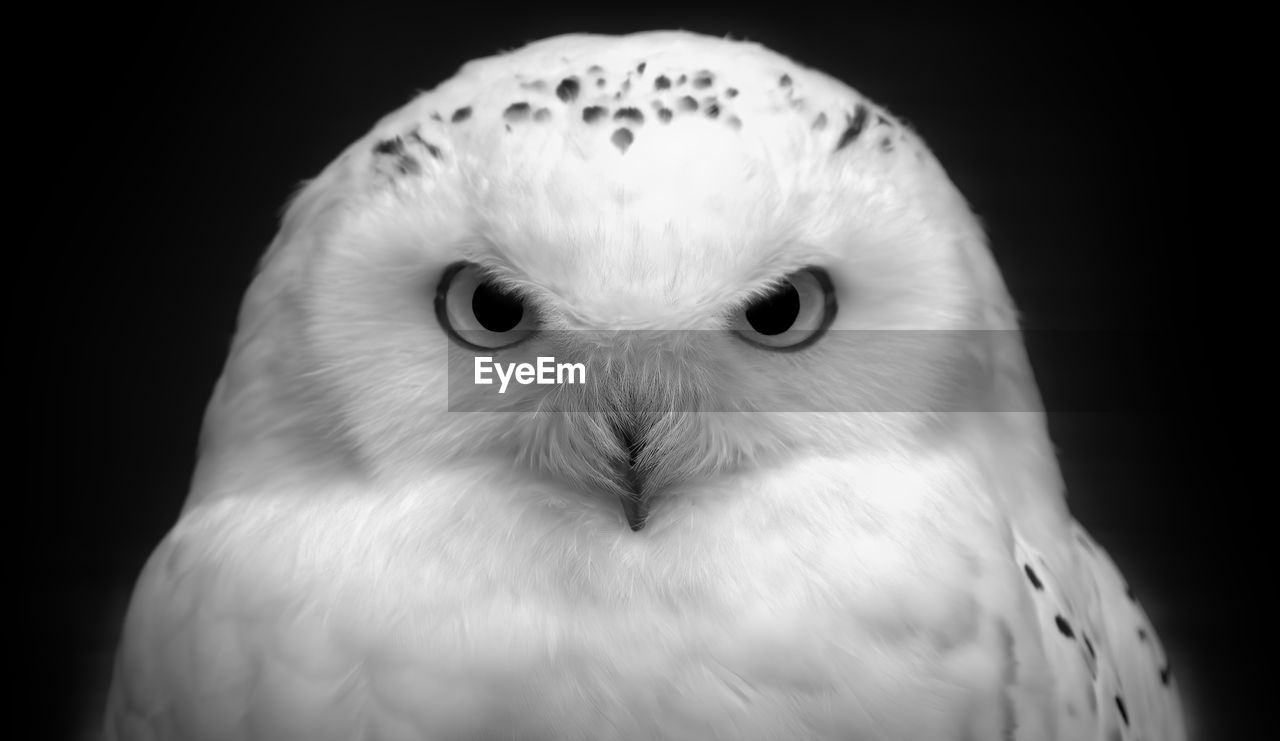 Close-up portrait of white owl