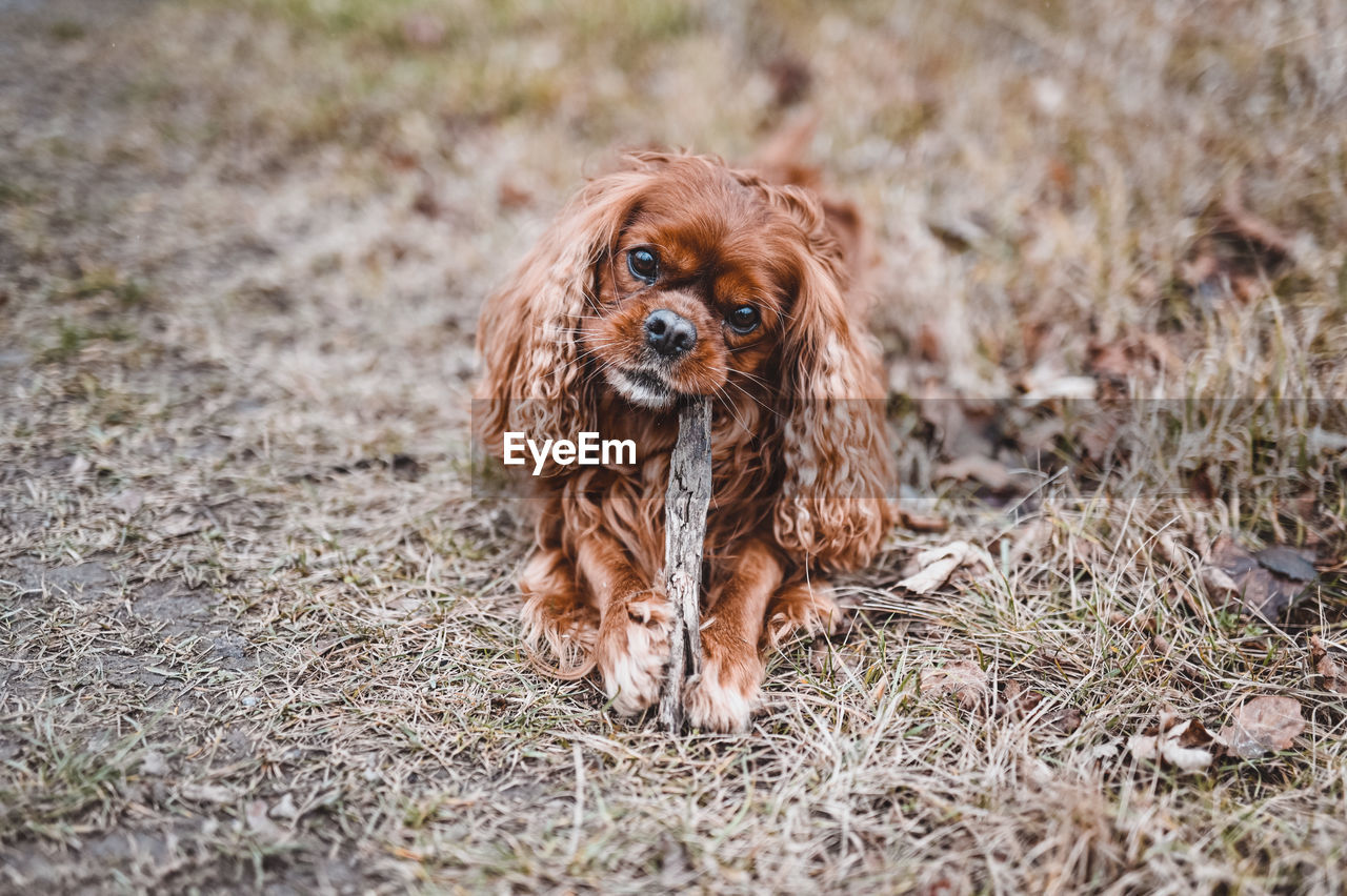 Portrait of dog on field