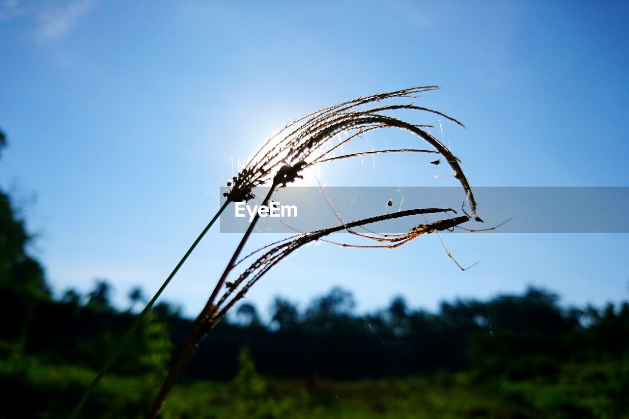 CLOSE-UP OF PLANTS AGAINST BLURRED BACKGROUND