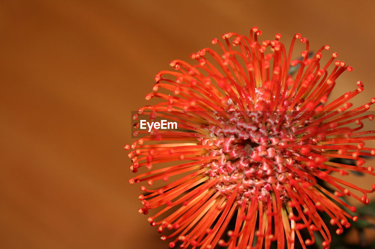 Close-up of red flower