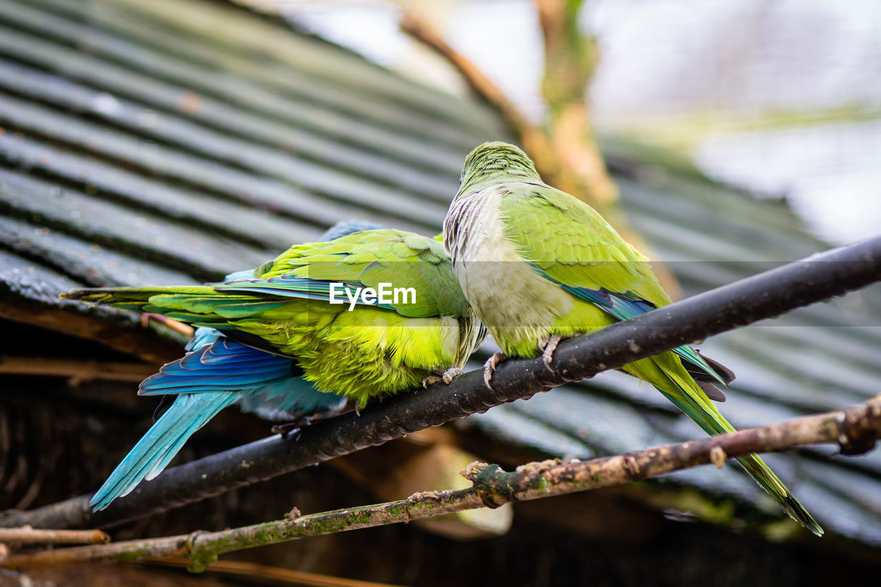 Close-up of bird perching on branch