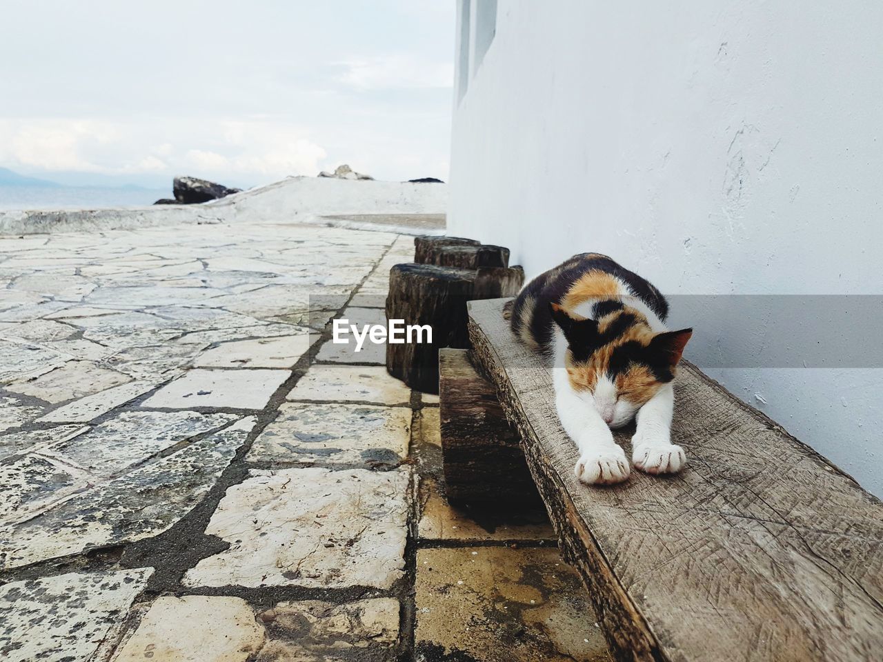 CAT SITTING ON A FLOOR