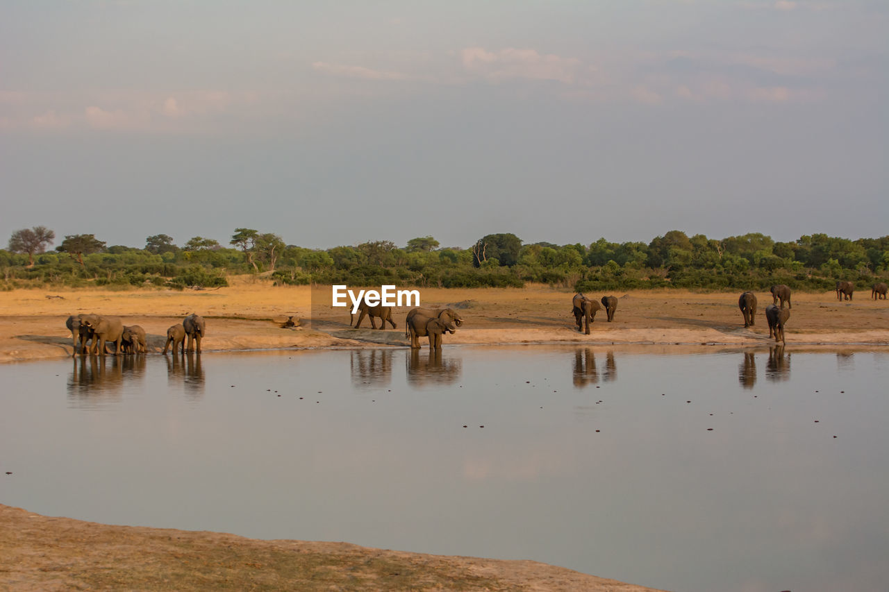 Elephants drinking water in lake