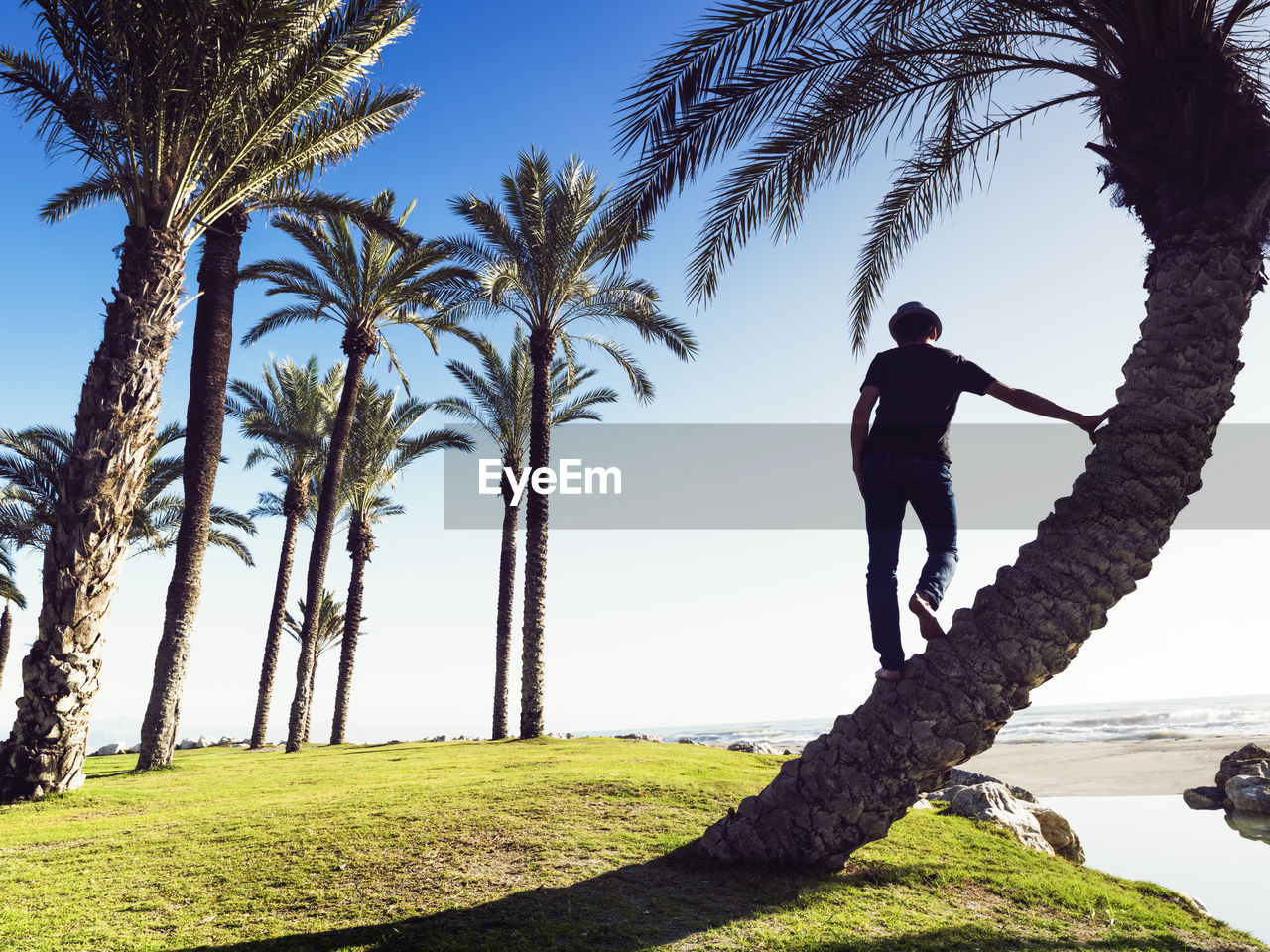 Man on a palm tree in alamos beach, torremolinos, malaga, spain