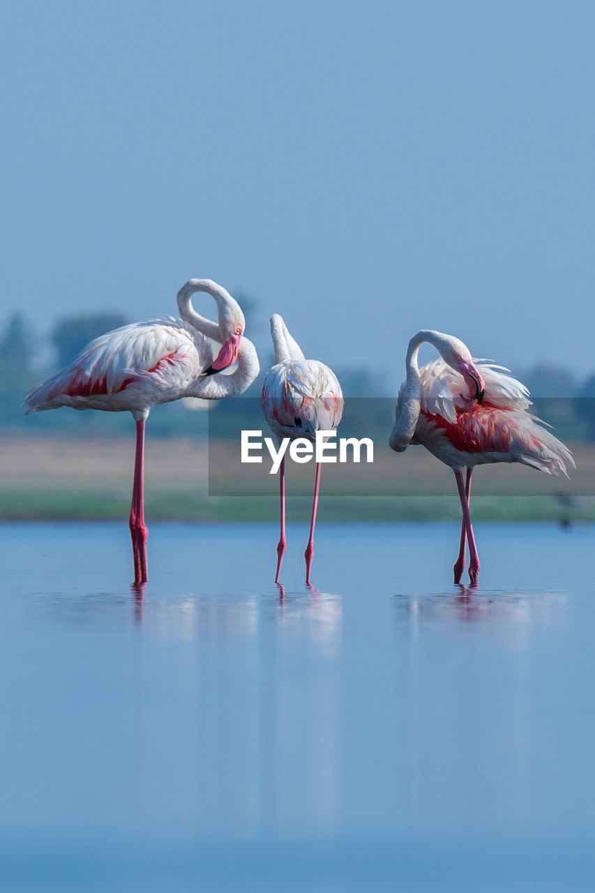 Folks of greater flamingos preening after a long bath in water