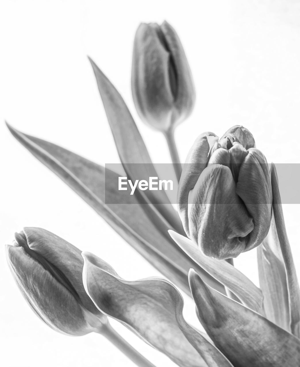 CLOSE-UP OF FLOWERS OVER WHITE BACKGROUND