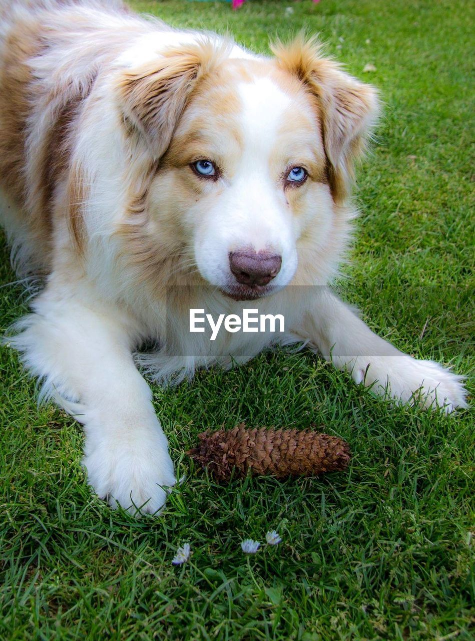 CLOSE-UP PORTRAIT OF DOG